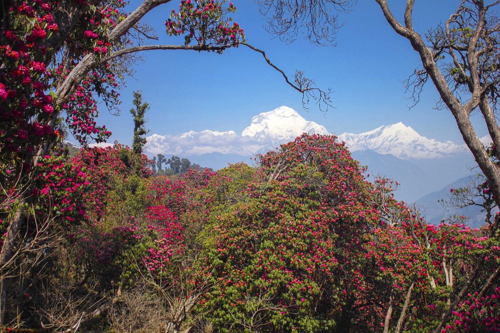 Rhododendrons in bloom around Ghorepani. Mt Dhaulagiri 8167m as a backdrop.