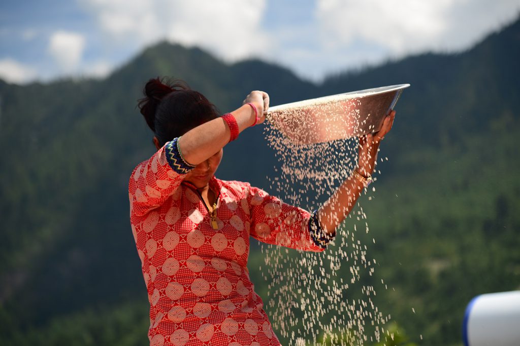 A girl winnowing rice