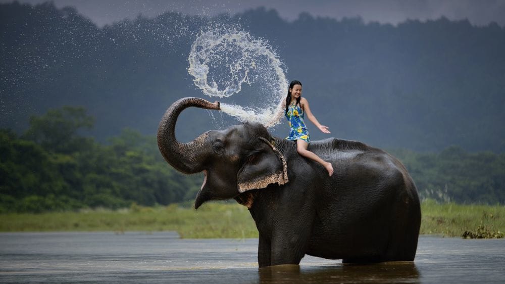 Elephant-bathing