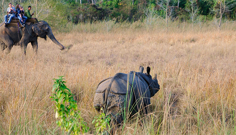 Sighting an Asian Rhino on an elephant safari