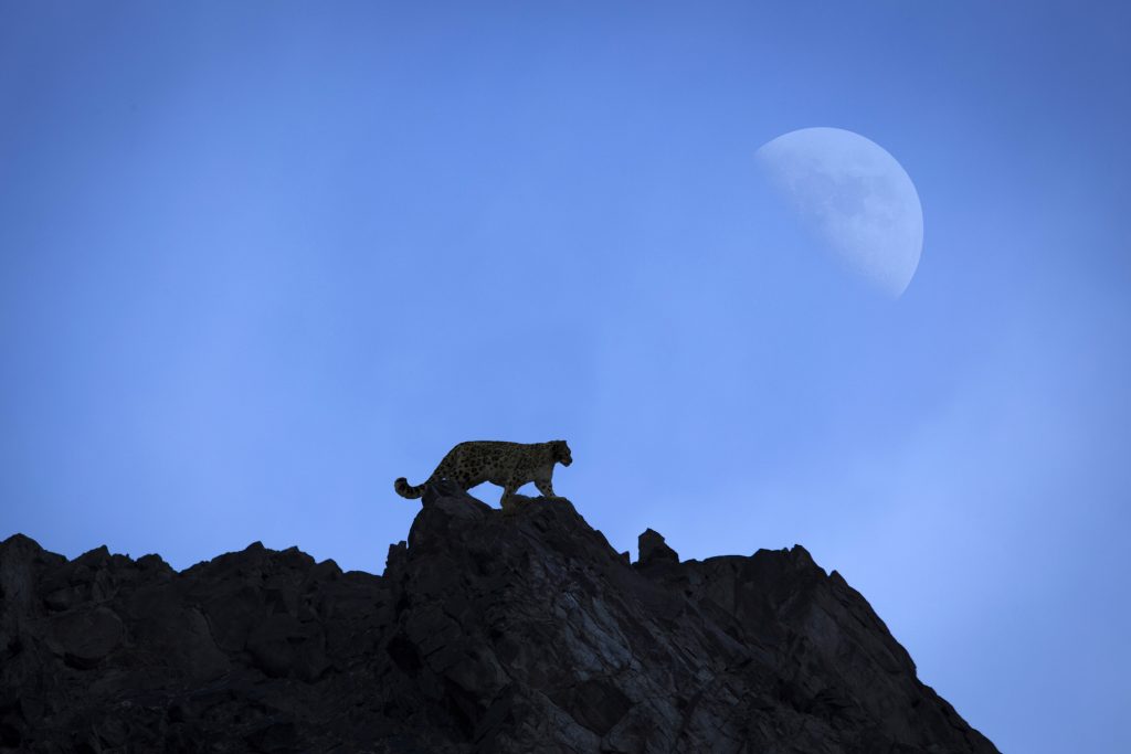 Snow Leopard – Photo- Bjorn Persson