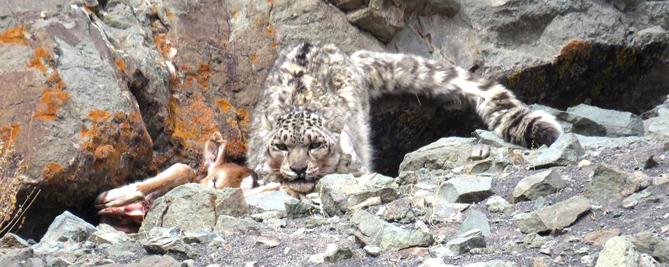snow-leopard – Photo- Phunchok